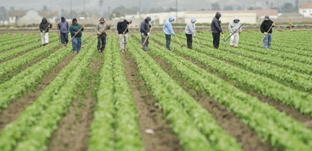 Ο θεσσαλικός κάμπος «νοσταλγεί» τους Αλβανούς